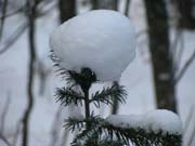 В этом сезоне у елок снова в моде снеговые шапки